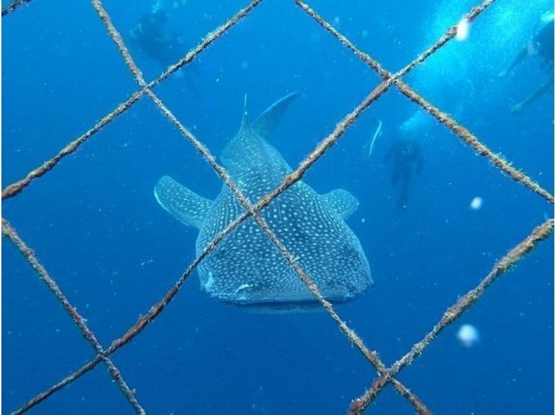 [Okinawa Onna] fan diving whale shark courseの紹介画像