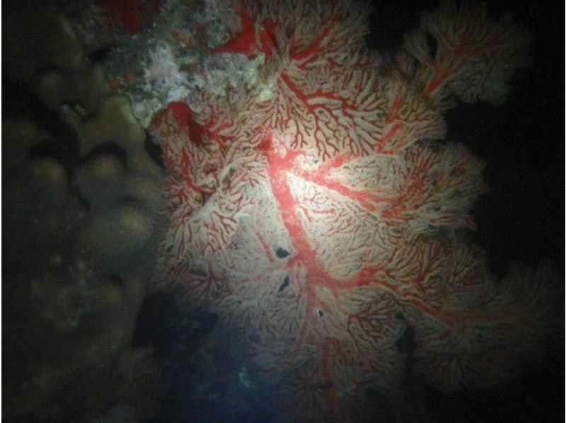 【 冲绳 ·恩纳村】体验深潜和浮潜夜间课程の紹介画像