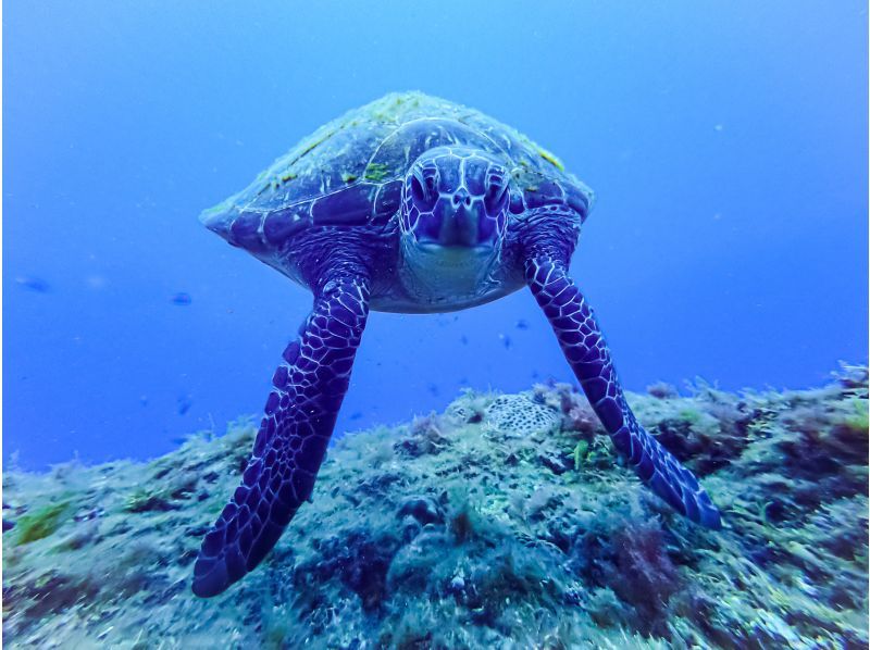 카나가와 다이빙　바다 거북