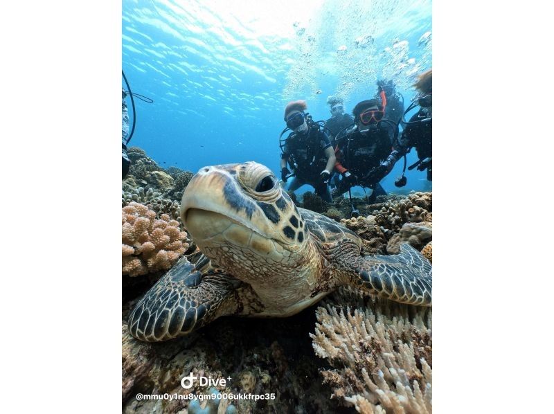【宜野湾発・ケラマ,チービシ諸島】日帰りFUN2dive★器材込★少人数制★写真&動画無制限その場でプレゼント！の紹介画像