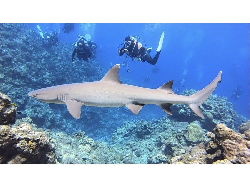 【宜野湾発・ケラマ,チービシ諸島】日帰りFUN2dive★器材込★少人数制★写真&動画無制限その場でプレゼント！の紹介画像
