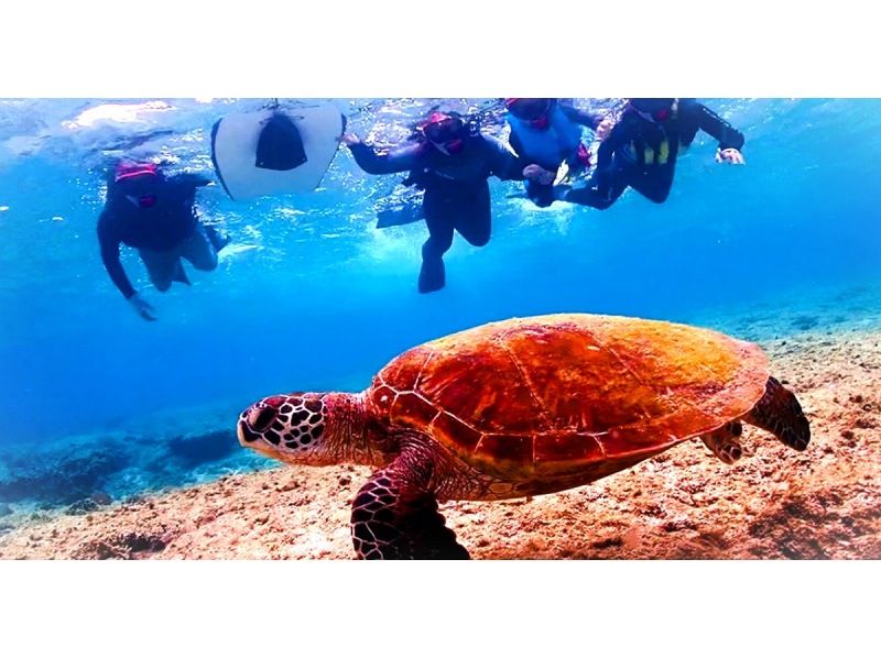 [Snorkeling & sightseeing with sea turtles with transportation] Last minute reservations OK! Half-day snorkeling & half-day chartered Okinawa sightseeing course♪の紹介画像