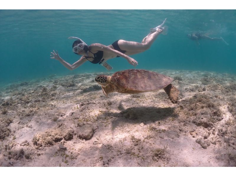 [โอกินาว่า/ มิยาโกจิม่า] Sea Turtle Snorkeling ระบบกลุ่มย่อยตั้งแต่ผู้เริ่มต้นจนถึงผู้มีประสบการณ์! ด้วยการยิง!の紹介画像