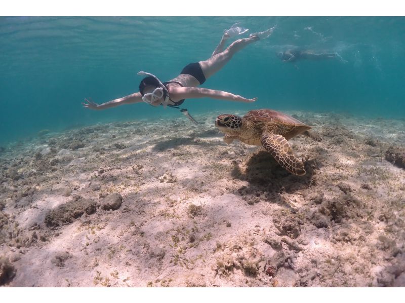 [沖繩/宮古島]海龜浮潛小團體系統從初學者到經驗豐富的人！帶射擊！の紹介画像