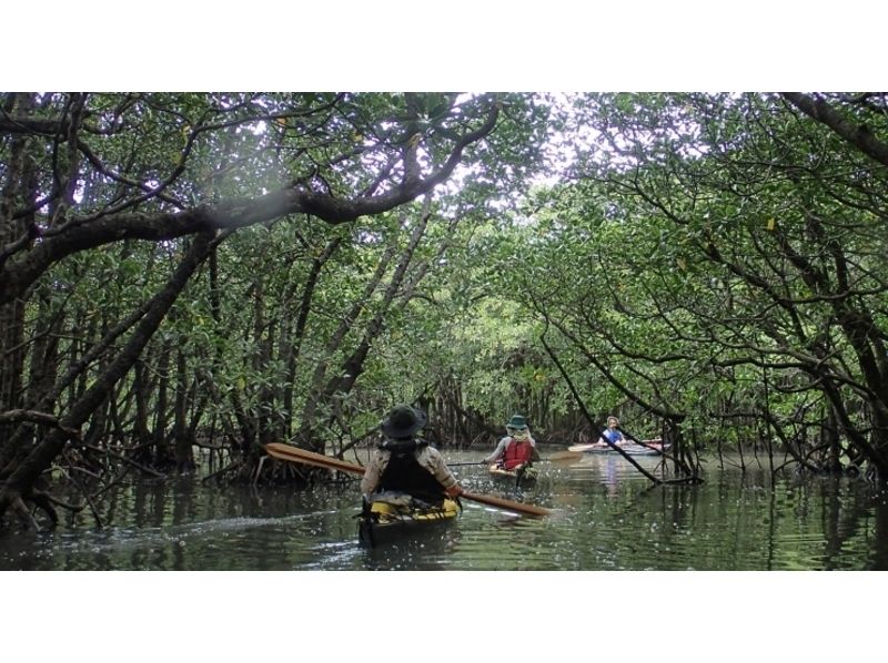 [沖縄·西表島（Iriomote Island）半天的輕鬆體驗紅樹林皮划艇之旅[皮艇]の紹介画像