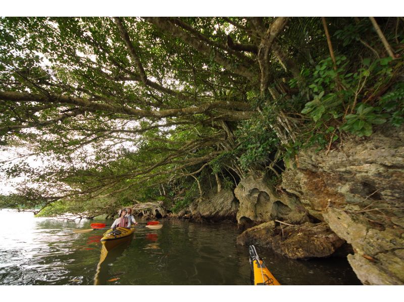 【沖縄・西表島】半日でお手軽体験 マングローブカヤックツアー【カヤック】の紹介画像