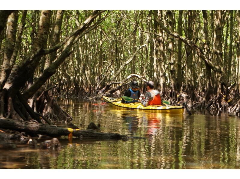 【沖縄・西表島】半日でお手軽体験 マングローブカヤックツアー【カヤック】の紹介画像
