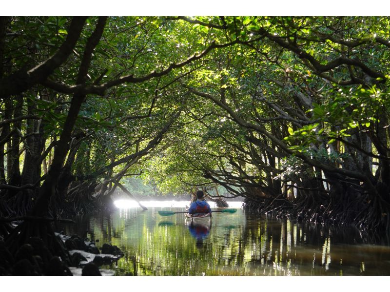 【沖縄・西表島】半日でお手軽体験 マングローブカヤックツアー【カヤック】の紹介画像