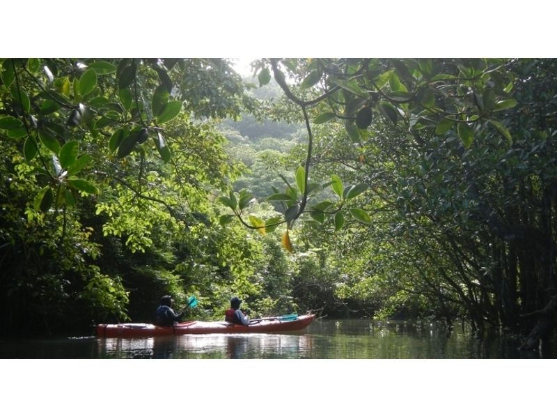 [沖縄·西表島（Iriomote Island）半天的輕鬆體驗紅樹林皮划艇之旅[皮艇]の紹介画像