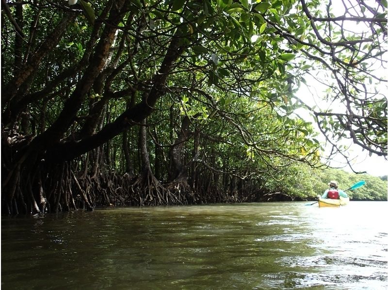 [Okinawa ・ Iriomote Island]half-day Easy Experience at Mangrove Kayaking Tour [Kayak]の紹介画像