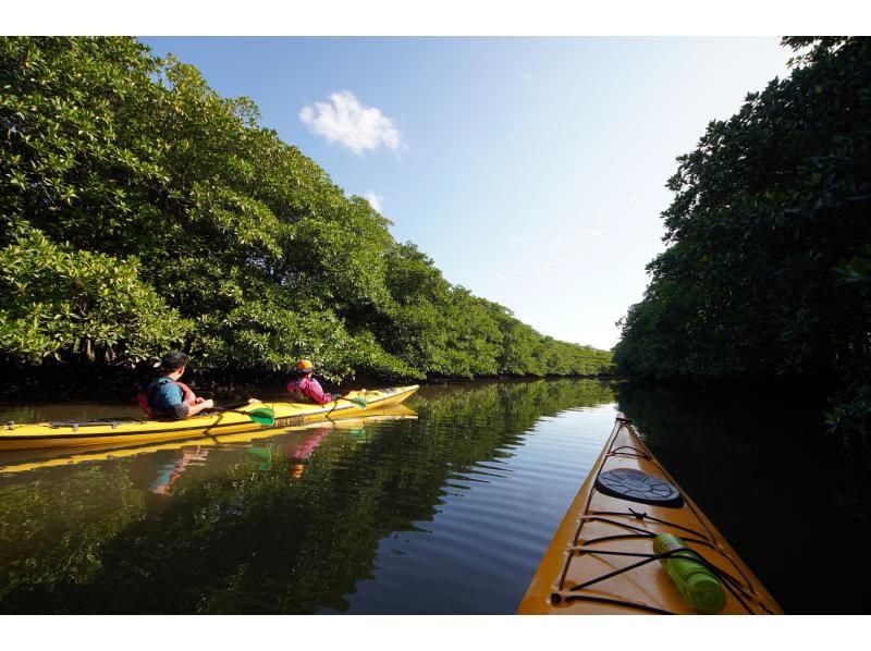 【沖縄・西表島】半日でお手軽体験 マングローブカヤックツアー【カヤック】の紹介画像