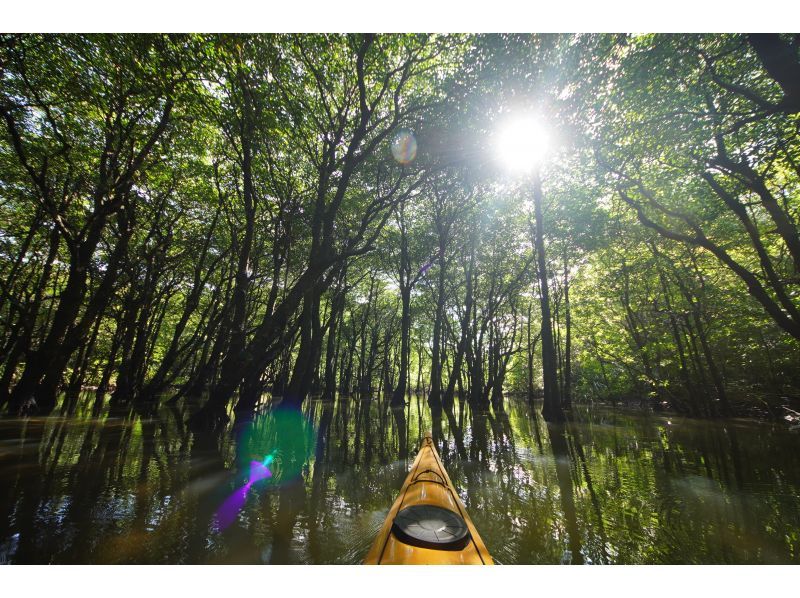 【沖縄・西表島】半日でお手軽体験 マングローブカヤックツアー【カヤック】の紹介画像