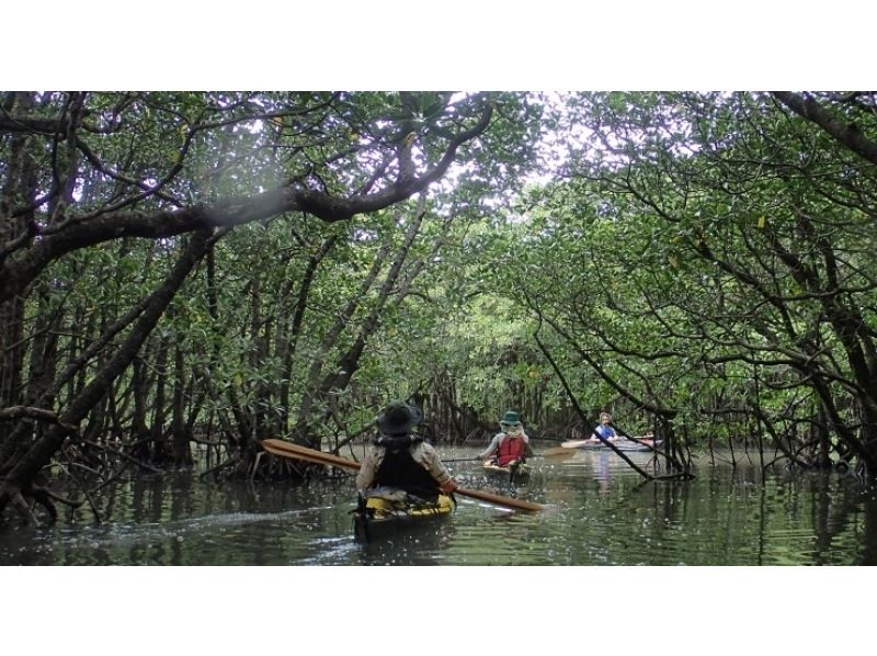 【沖縄・西表島】半日でお手軽体験 マングローブカヤックツアー【カヤック】の紹介画像