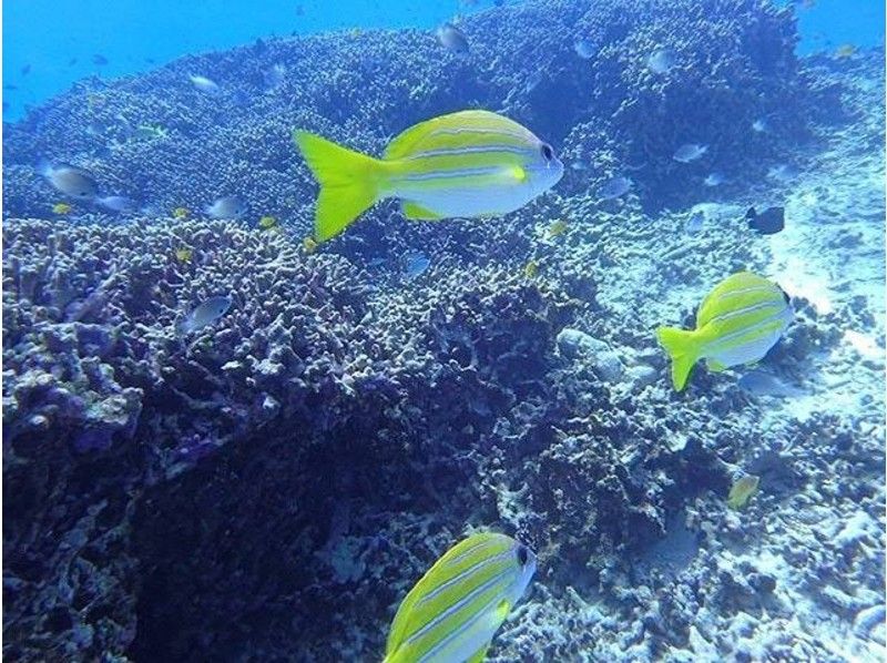 【沖縄・恩納村】青の洞窟&熱帯魚セットコースの紹介画像