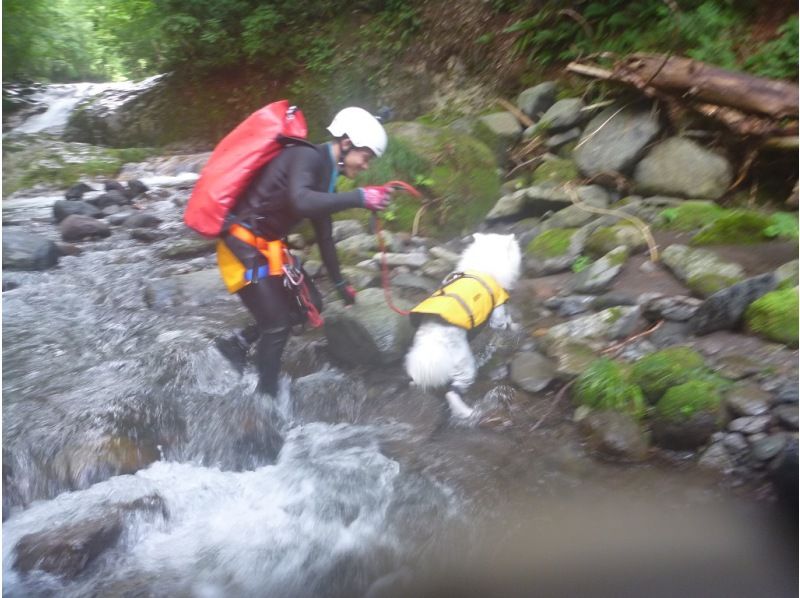 [Gunma, Minakami] "Held on August 31st" A very popular event: shower climbing with your beloved dog!の紹介画像