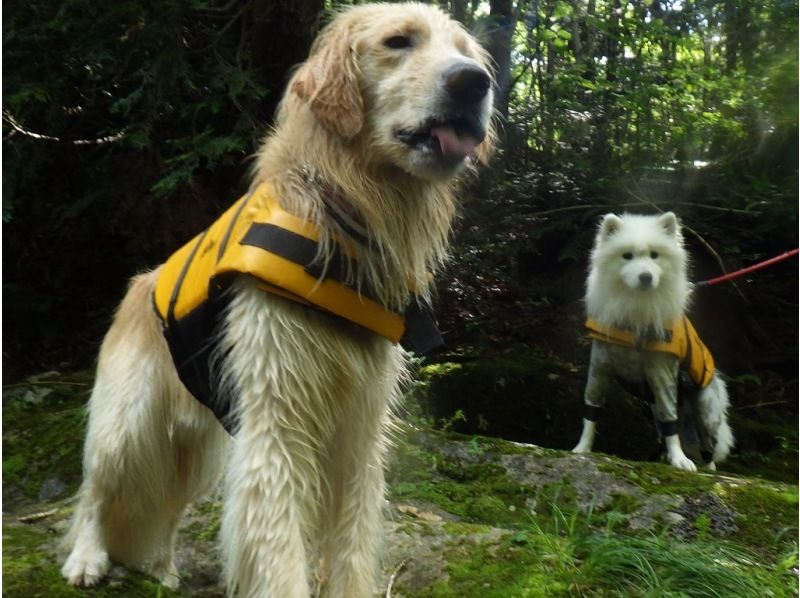 [Gunma, Minakami] "Held on August 31st" A very popular event: shower climbing with your beloved dog!の紹介画像