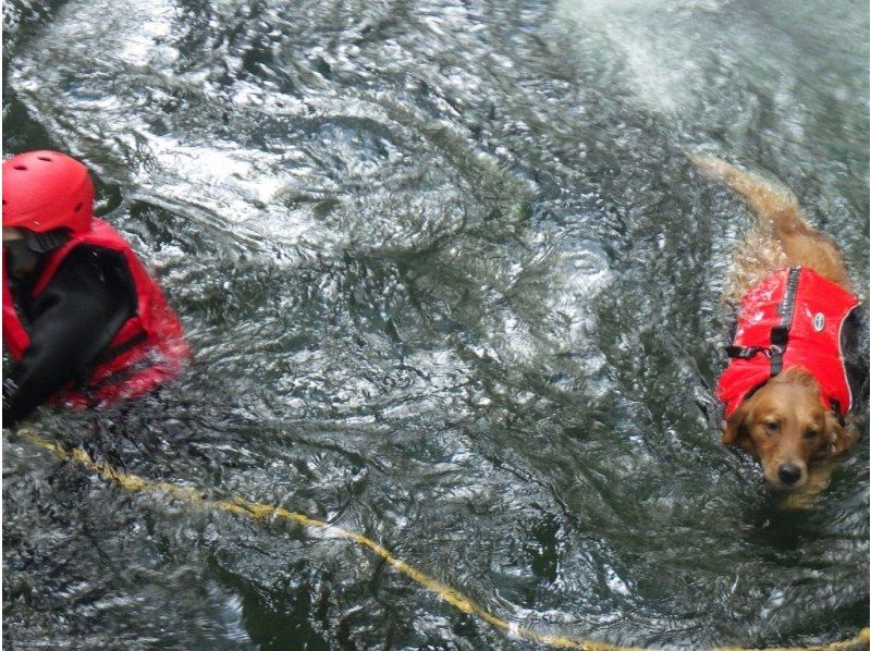 [Gunma, Minakami] "Held on August 31st" A very popular event: shower climbing with your beloved dog!の紹介画像