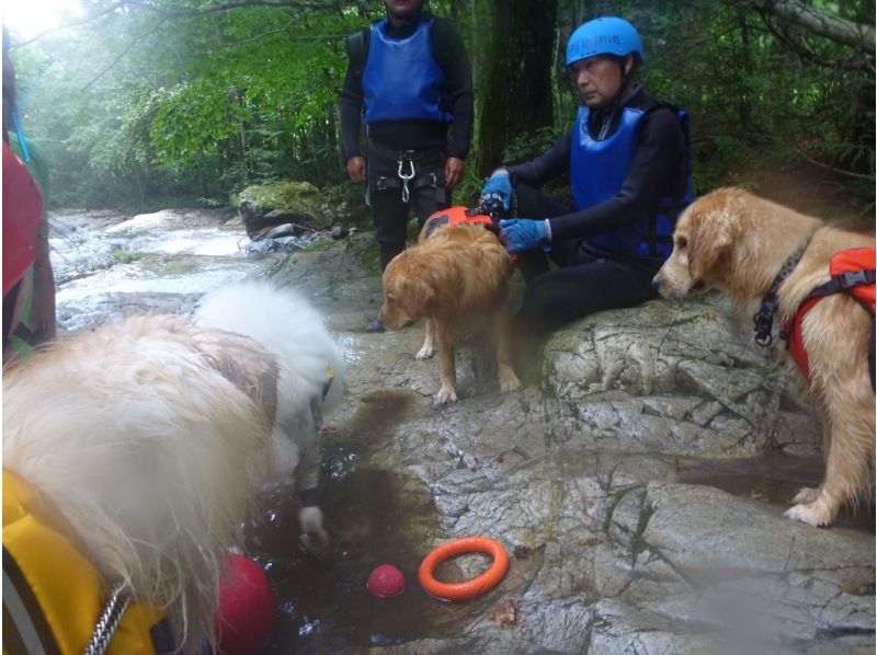 [Gunma, Minakami] "Held on August 31st" A very popular event: shower climbing with your beloved dog!の紹介画像