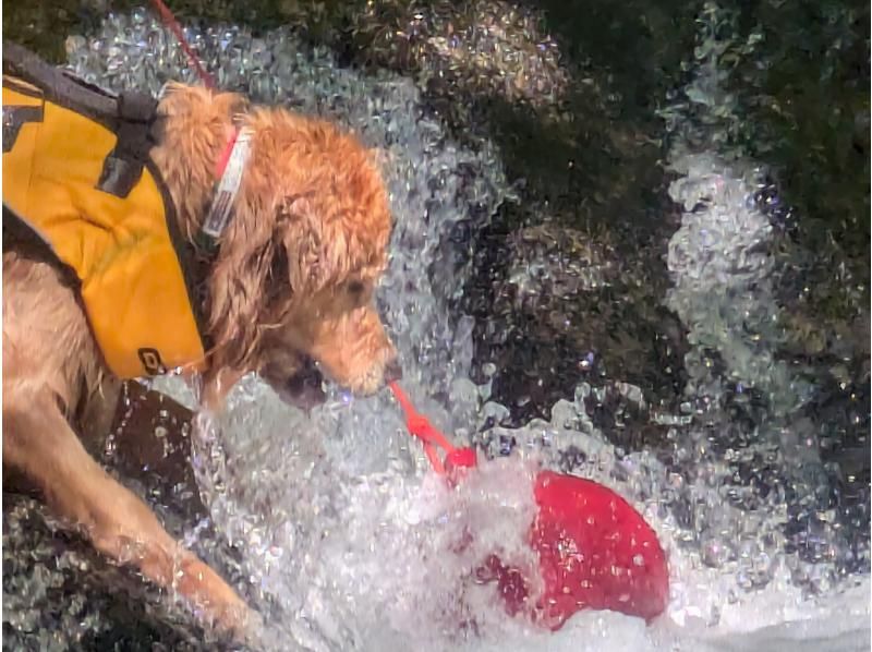 [Gunma, Minakami] "Held on August 31st" A very popular event: shower climbing with your beloved dog!の紹介画像