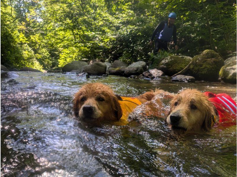 [Gunma, Minakami] "Held on August 31st" A very popular event: shower climbing with your beloved dog!の紹介画像