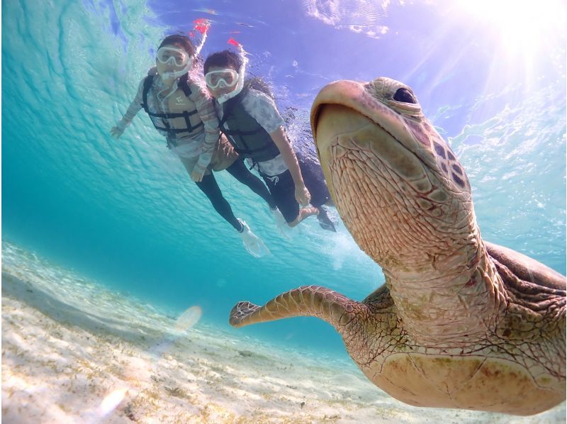 Miyakojima/Fully reserved tour (100% encounter rate continues!) Very popular [Sea turtle snorkeling] ★Free wetsuit and photo data! ★Same-day reservations OK!の紹介画像