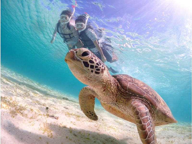 Miyakojima/Fully reserved tour (100% encounter rate continues!) Very popular [Sea turtle snorkeling] ★Free wetsuit and photo data! ★Same-day reservations OK!の紹介画像