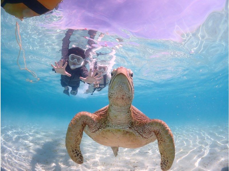 Miyakojima/Fully reserved tour (100% encounter rate continues!) Very popular [Sea turtle snorkeling] ★Free wetsuit and photo data! ★Same-day reservations OK!の紹介画像