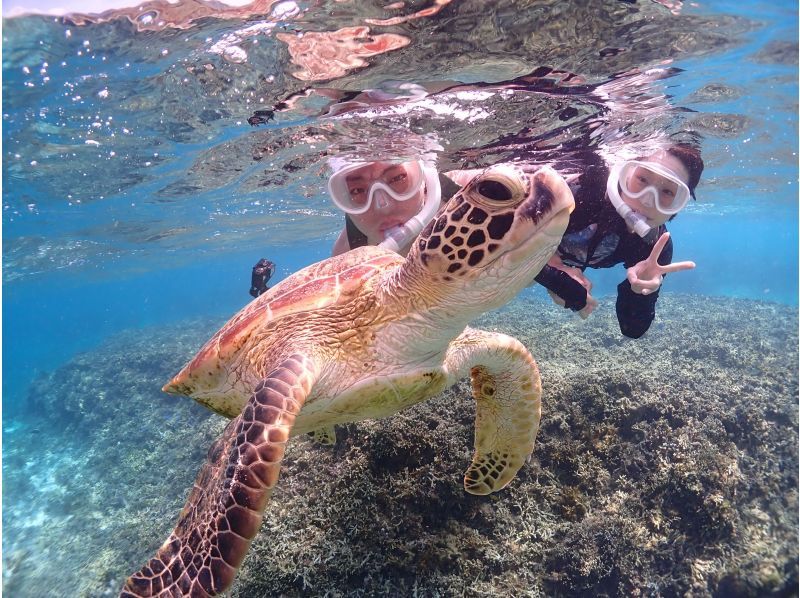 Miyakojima/Fully reserved tour (100% encounter rate continues!) Very popular [Sea turtle snorkeling] ★Free wetsuit and photo data! ★Same-day reservations OK!の紹介画像