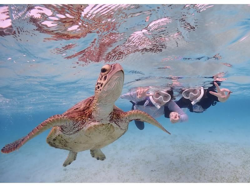 Miyakojima/Fully reserved tour (100% encounter rate continues!) Very popular [Sea turtle snorkeling] ★Free wetsuit and photo data! ★Same-day reservations OK!の紹介画像