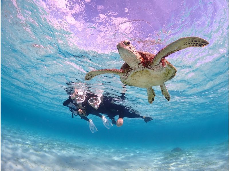 [Miyakojima] [Fully reserved] [Photographed with high-performance cameras] Enjoy without worrying! 100% encounter rate continues! Sea turtle snorkeling! ★ Reservations on the day are OK!の紹介画像