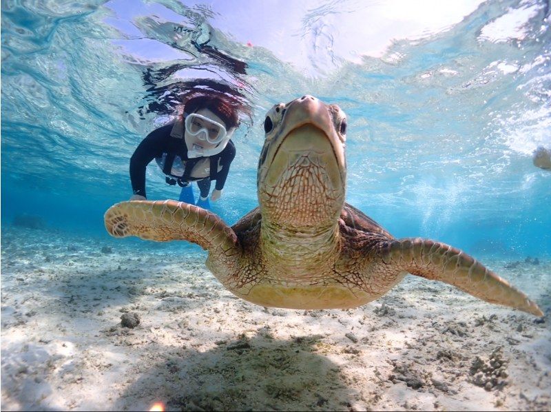 Miyakojima/Fully reserved tour (100% encounter rate continues!) Very popular [Sea turtle snorkeling] ★Free wetsuit and photo data! ★Same-day reservations OK!の紹介画像