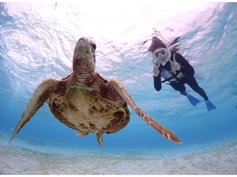 Miyakojima/Fully reserved tour (100% encounter rate continues!) Very popular [Sea turtle snorkeling] ★Free wetsuit and photo data! ★Same-day reservations OK!の紹介画像