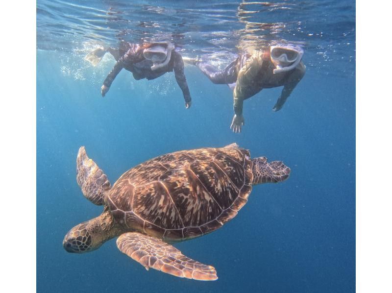【石垣島】青の洞窟探検&ウミガメシュノーケル★4年連続ウミガメ遭遇率100%『1～5名の少人数制』体験時間1.5時間/写真・機材・送迎無料の紹介画像