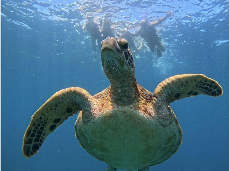 【石垣島】青の洞窟探検&ウミガメシュノーケル★4年連続ウミガメ遭遇率100%『1～5名の少人数制』体験時間1.5時間/写真・機材・送迎無料の紹介画像