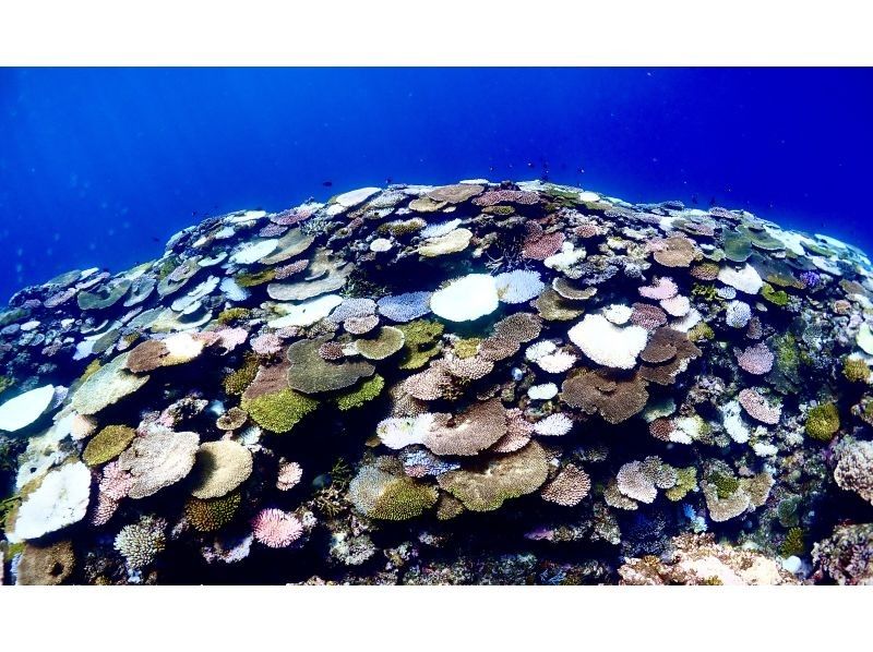 ☆海も、陸も広角撮影で映えまくり！幻の島上陸＆サンゴとお魚に包まれる絶景シュノーケリングの１セットコース☆の紹介画像