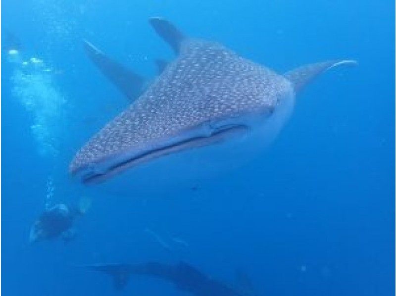 【 Okinawa · Onna Village】 Whale shark & blue cave fan Diving set courseの紹介画像