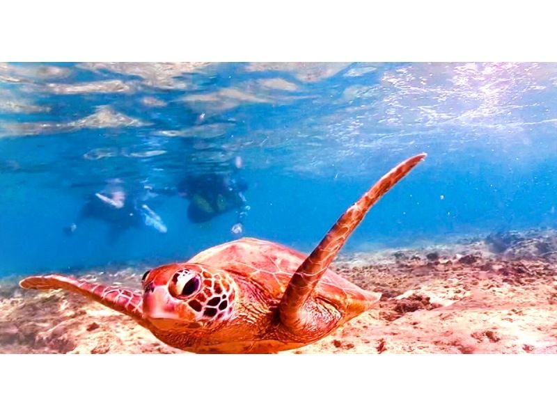 "Spring campaign in progress♪" Last minute reservations accepted! Snorkeling that even 1 year olds can enjoy♪ High chance of encountering sea turtlesの紹介画像