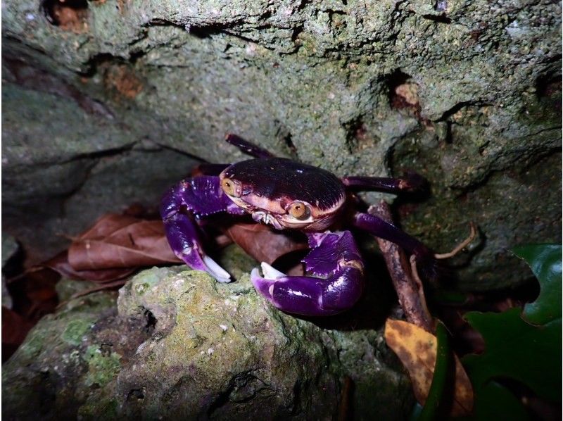 【宮古島】《夜のジャングルを冒険》大人気のヤシガニや南の島の夜行生物に会いに行こう！ファミリーおすすめ！の紹介画像