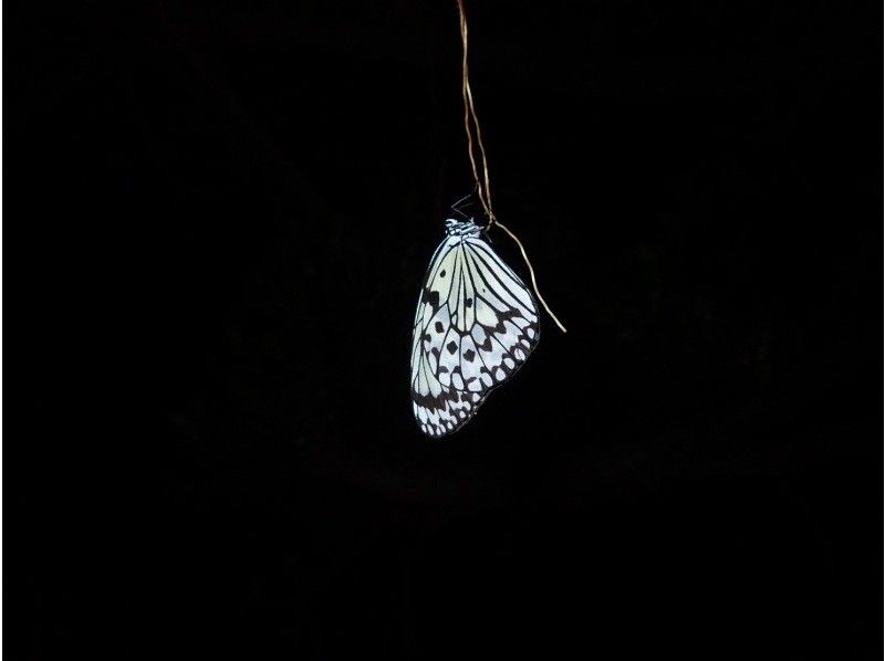 【宮古島】《夜のジャングルを冒険》大人気のヤシガニや南の島の夜行生物に会いに行こう！ファミリーおすすめ！の紹介画像