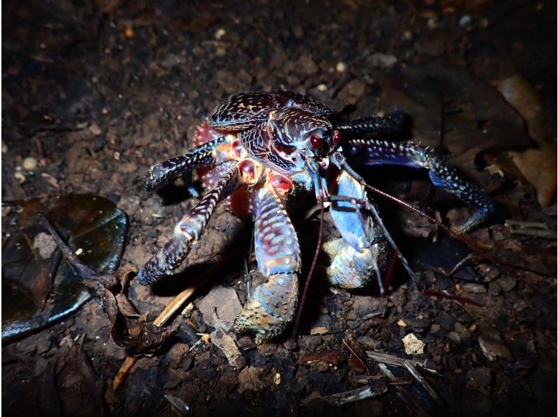 【宮古島】《夜のジャングルを冒険》大人気のヤシガニや南の島の夜行生物に会いに行こう！ファミリーおすすめ！の紹介画像