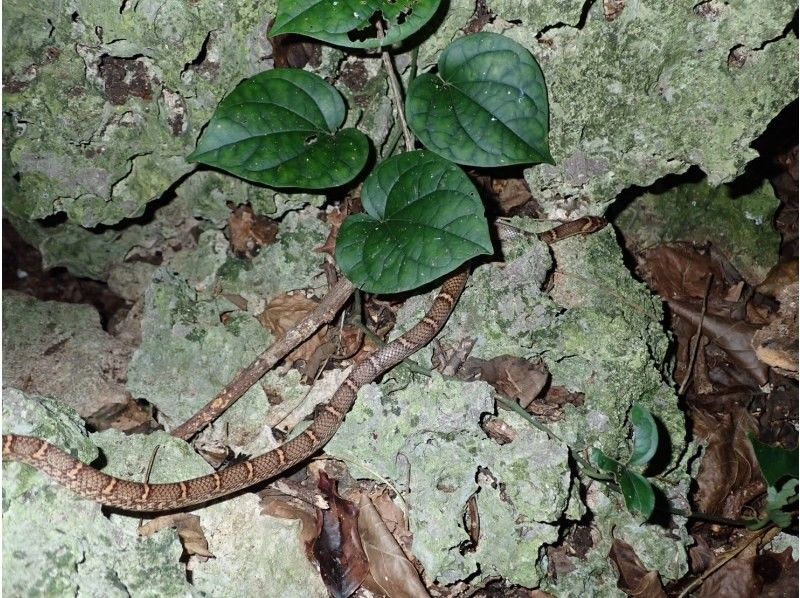 【宮古島】《夜のジャングルを冒険》大人気のヤシガニや南の島の夜行生物に会いに行こう！ファミリーおすすめ！の紹介画像