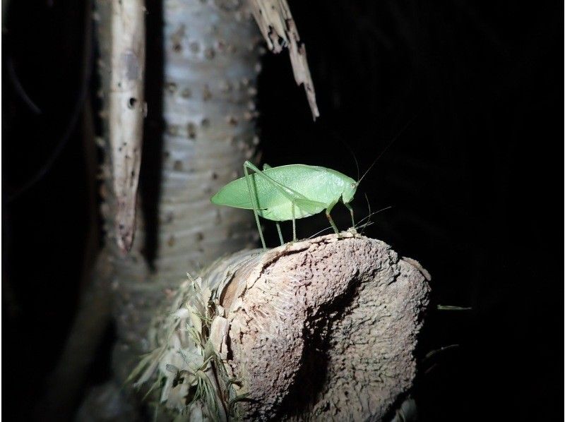 【宮古島】《夜のジャングルを冒険》大人気のヤシガニや南の島の夜行生物に会いに行こう！ファミリーおすすめ！の紹介画像