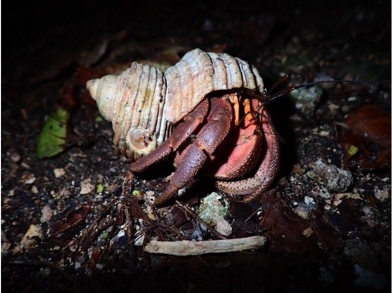 【宮古島】《夜のジャングルを冒険》大人気のヤシガニや南の島の夜行生物に会いに行こう！ファミリーおすすめ！の紹介画像