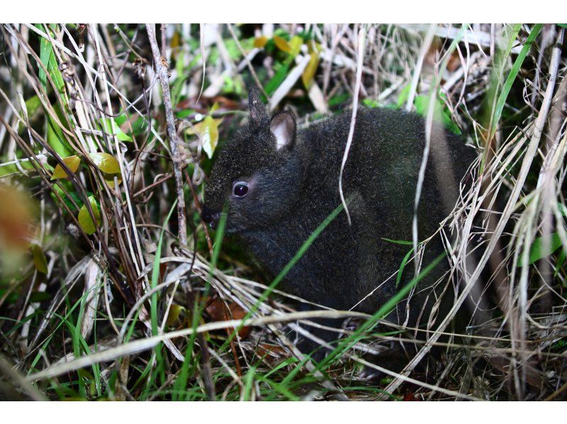 【鹿児島・奄美大島】人数多い予約でよりお得に！アマミノクロウサギを見つけよう！林道生き物観察ツアーの紹介画像