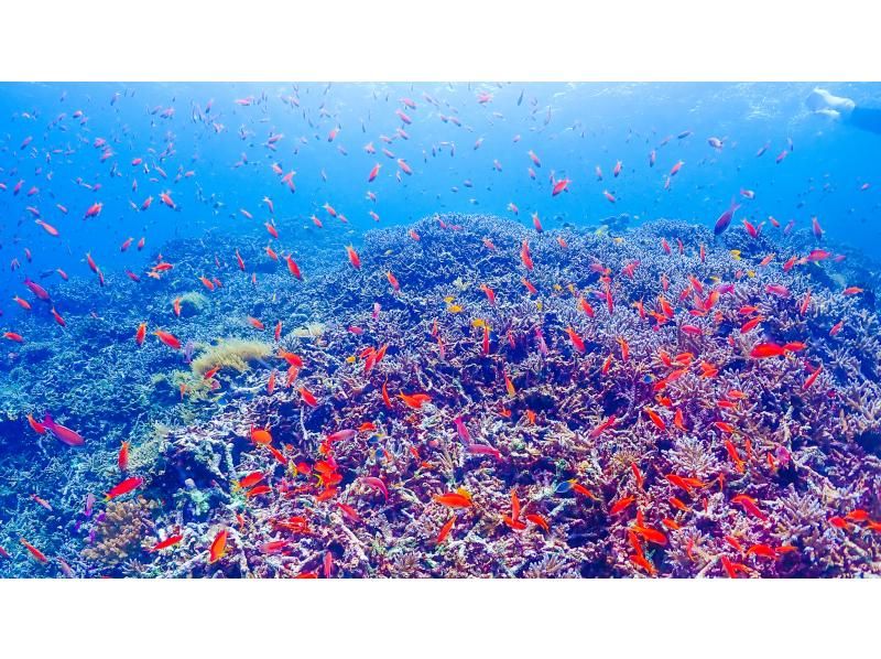 【宮古島・八重干瀬】日本最大のサンゴ礁群へボートで行く！八重干瀬シュノーケルツアー【写真/ドローン付】 の紹介画像