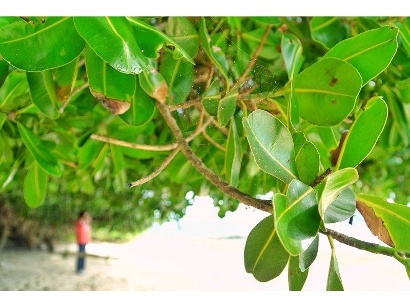 石垣島を贅沢に1周コース＆観光と撮影☆プロカメラマン同行フォトツアー☆1DAY完全プライベート周遊ツアー☆のんびりゆったりhappyタイム♪の紹介画像