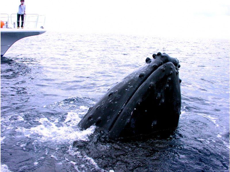 【那覇発⇒慶良間諸島】★写真動画無料・レンタル込3箇所周遊 本物の慶良間諸島体験ダイビング＆スノーケリング+1月～3月ホエールウォッチング付の紹介画像