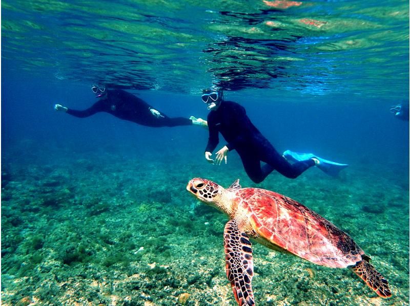 【那覇発⇒慶良間諸島】★写真動画無料・レンタル込3箇所周遊 本物の慶良間諸島体験ダイビング＆スノーケリング+1月～3月ホエールウォッチング付の紹介画像