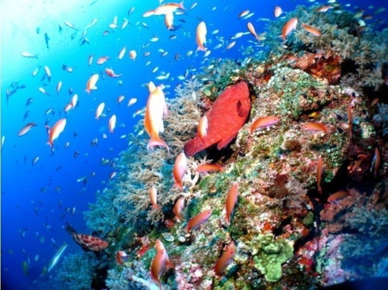 《那覇発・慶良間諸島》本格的な慶良間諸島★レンタル込み・タオル★リクエストベース！2ボートFUNダイブ※1～3月ホエールウォッチ付の紹介画像