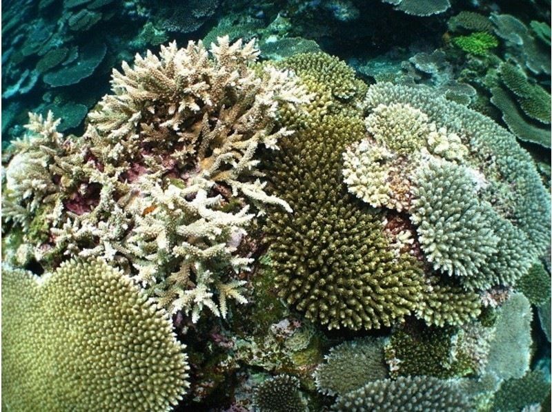 《那覇発・慶良間諸島》本格的な慶良間諸島★レンタル込み・タオル★リクエストベース！2ボートFUNダイブ※1～3月ホエールウォッチ付の紹介画像